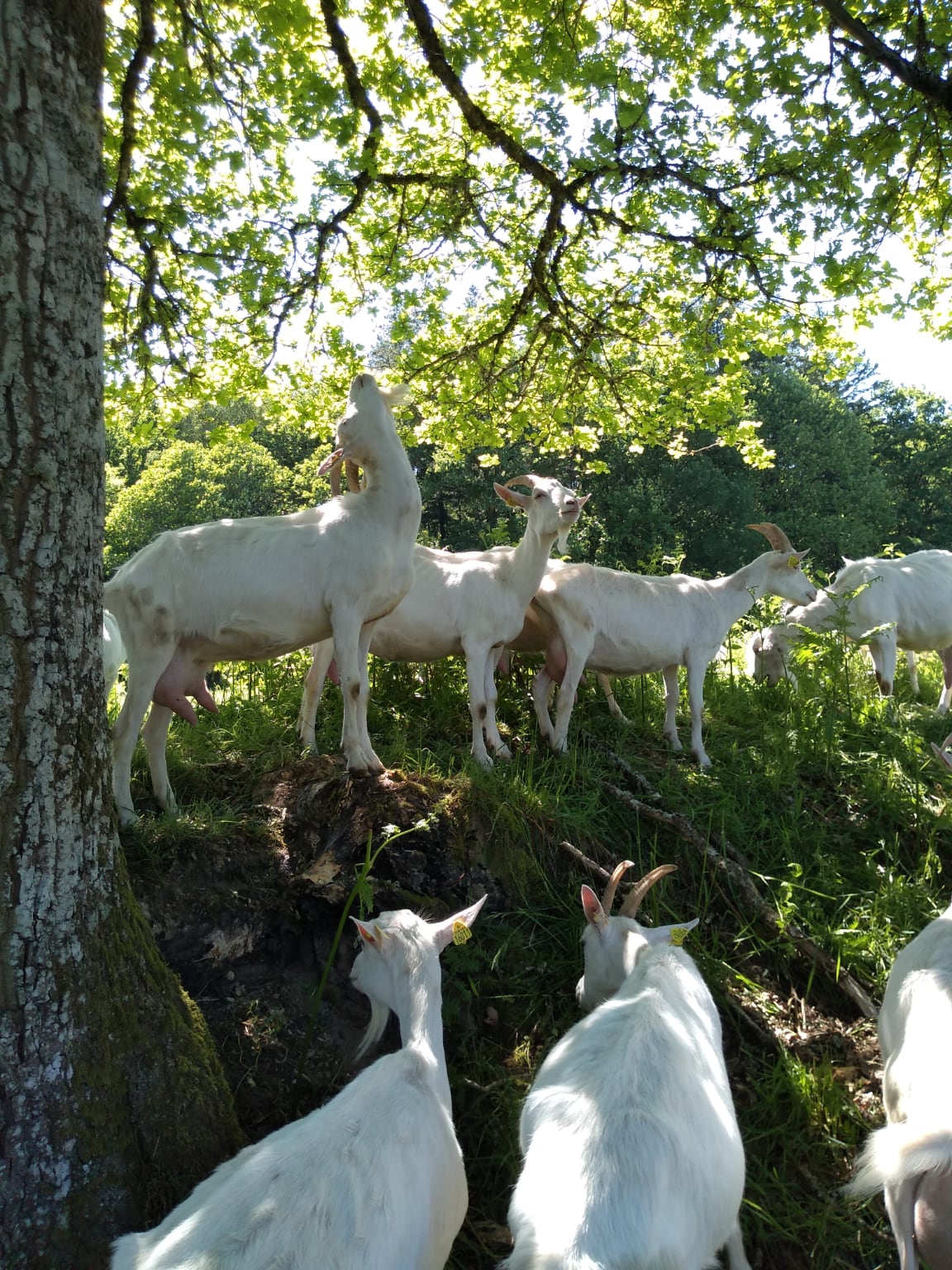 Des chèvres à l'ombre d'un arbre pâturent à la ferme de Vessejoux.