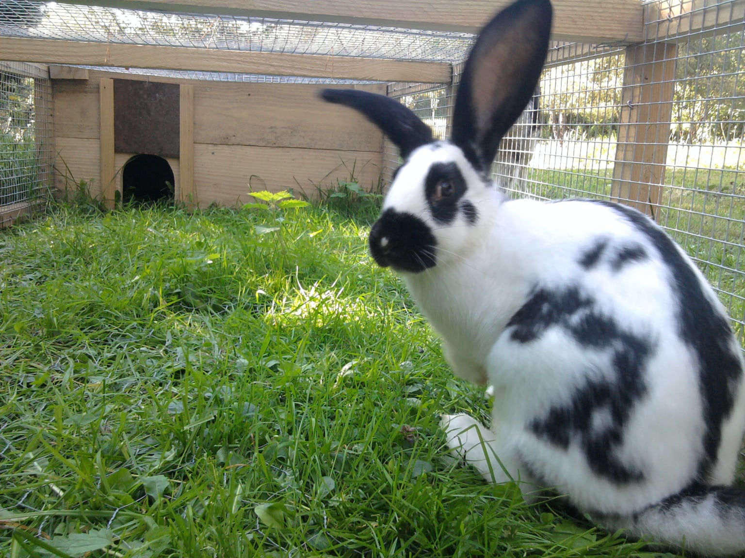 Un lapin blanc et noir de la ferme de Blandine assis dans l'herbe.