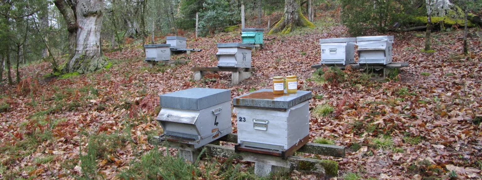 Les ruches de Jean-Eric Rougerie dans les bois.