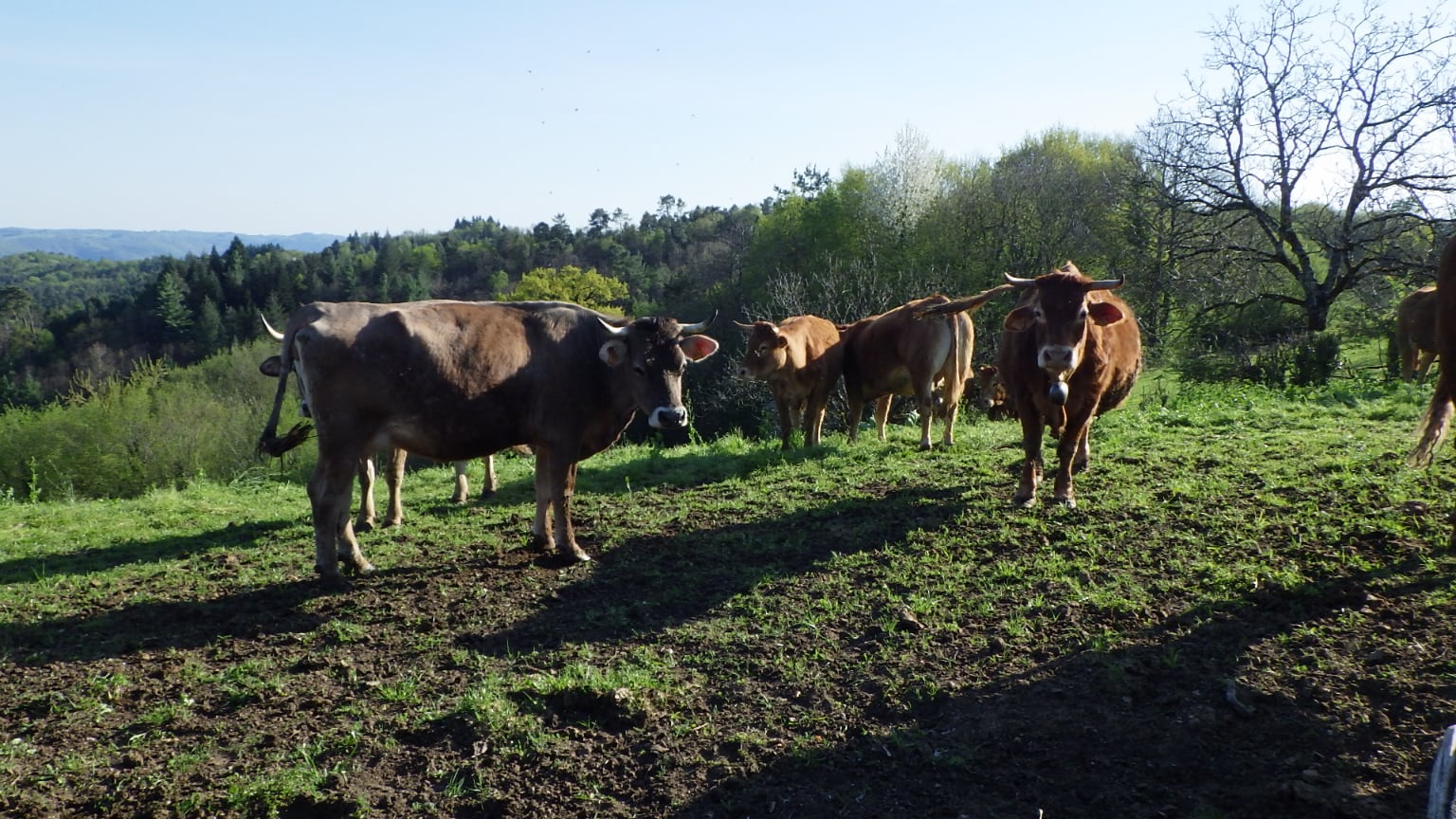 Un troupeau de vaches à la ferme de Blandine.