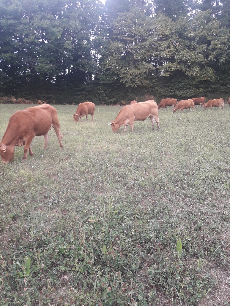 Un troupeau de vaches de Jean-Marc Quioc pâture dans un pré.